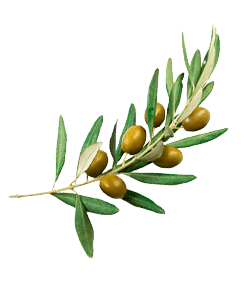 ovaskladdnikiOliwa z oliwek1